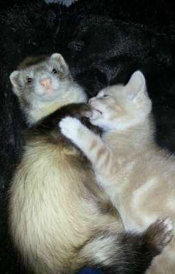 любимый котик) 