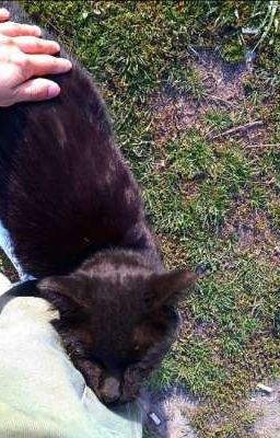 Мои рифмованные строки 