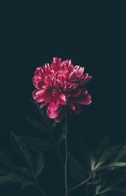 Жизнь с тремя парнями