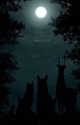 Люпин или Поттер? 