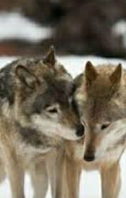 Повесть о волке и волчице