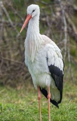 любовная история любви аиста и катрин