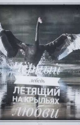 чёрный лебедь летящий на крыльях любви 