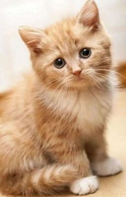 Полупрозрачные силуэты | Коты-воители