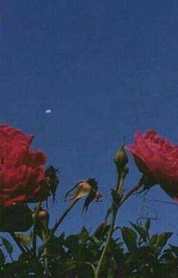 Сбывшие мечты