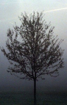 два билета.