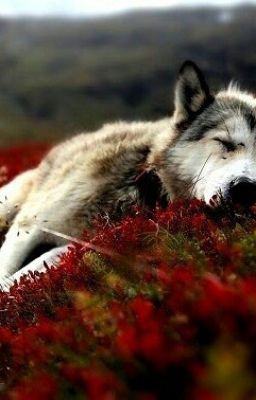 ПЕСНЬ ВОЛЧИЦЫ