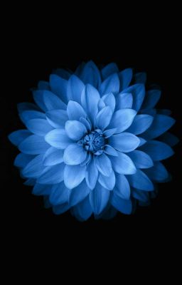 Тайная Жизнь Домашних Животных