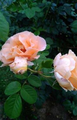 Моя новая жизнь 