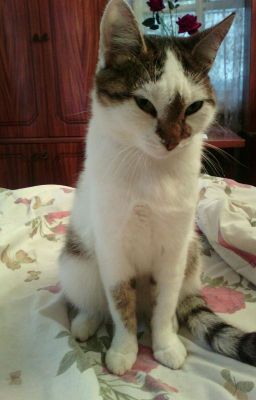 Вампирская история