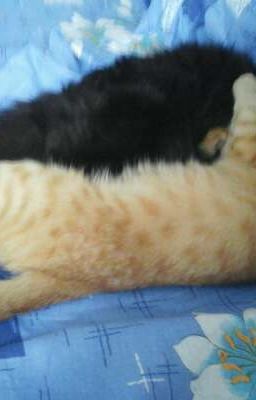 Катя и Эдисон/ 1 день универа