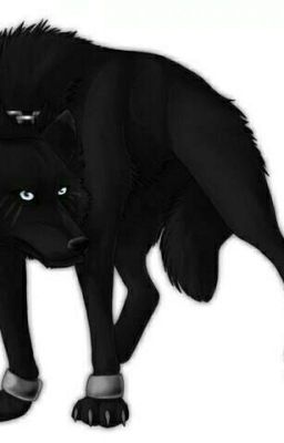 Альфа стаи черных волков