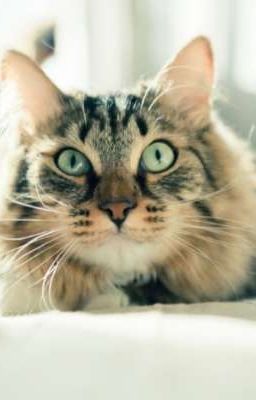 Жизнь моего кота Синха