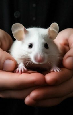 Как зовут твою мышку?