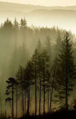 Сумеречный лес