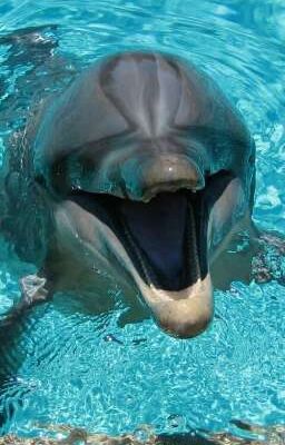 Упоротый чат фнафа