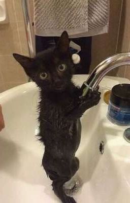 Мышка и Милка