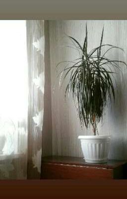 школьные интриги