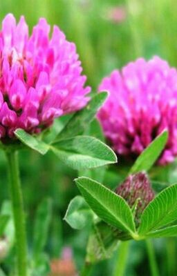 "Разговор с клевером"