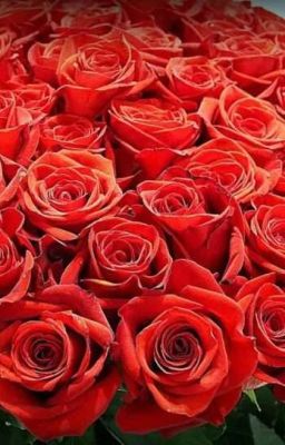 Твои Алые Розы