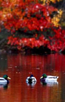 Глаза мальчишки