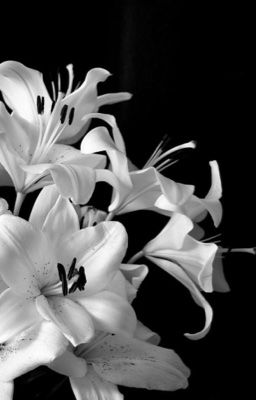 Любовь Ярой Лилии 