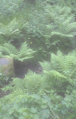 Обычная жизнь 