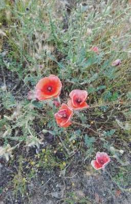 Любовный треугольник. 