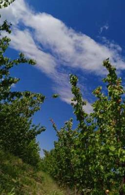 -я жду тебя в больнице, надеясь что ты придешь..