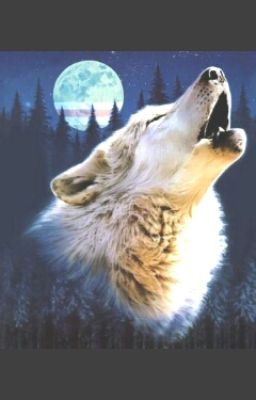 Академия Оборотней