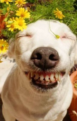 Смешные человеко-псы