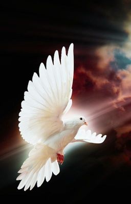 Спецоперация и мир