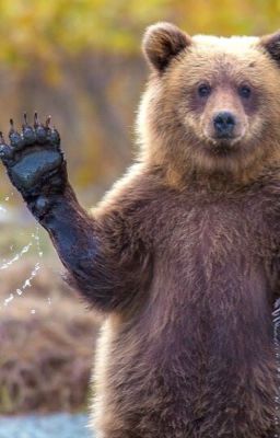 Тест "Три животных"