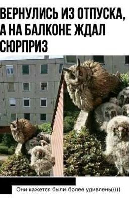 Анегдотй - удоты