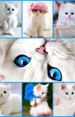 Я вас люблю 