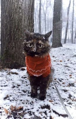 Писанина Сумашедшего. 