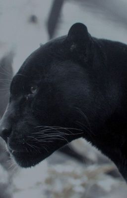 Багира из SCP, сестра Салли Олдер (Закончен)