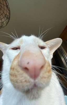 лидкО и Её Обычный День 