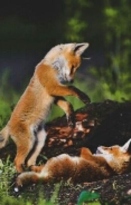 Это все Лиса.