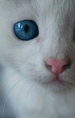 Большие глаза