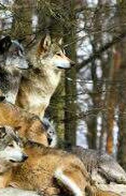 Школа оборотней.....(редактируется)