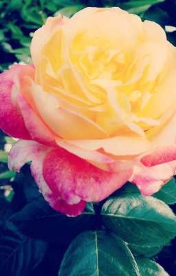 Любимий детектив Лиса 