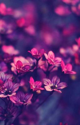 Дама с собачкой