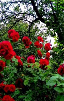 Закрытая Школа [Редакция]