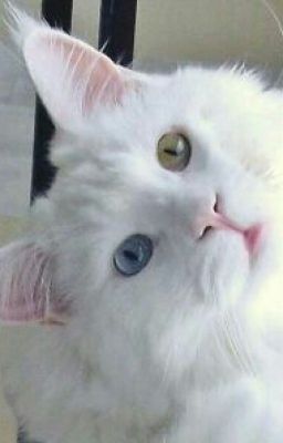 Только моя...