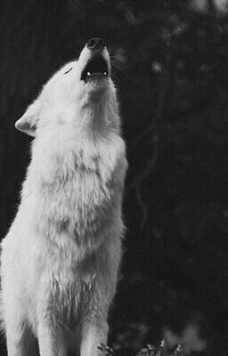 Академия Оборотней.