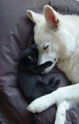 смертельный закон 