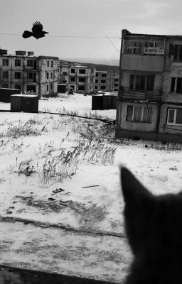 бездомным псам.