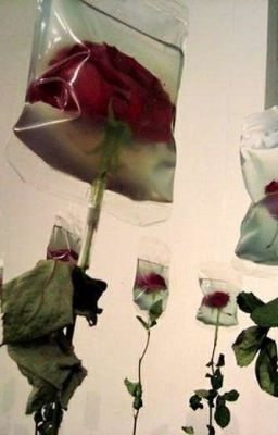 Моя история любви