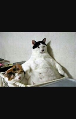 Дневник кота Фомы